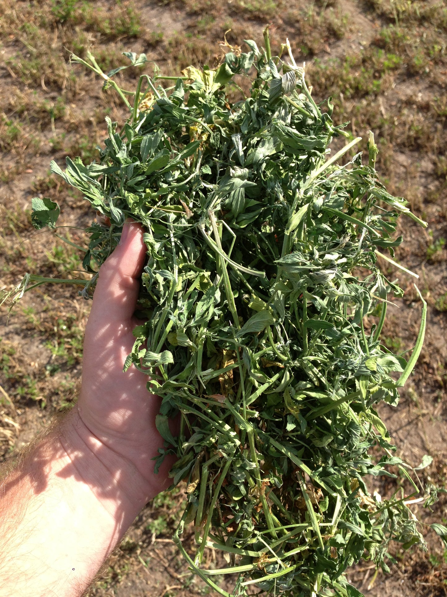 Big Bale Alfalfa "Primo" Grade