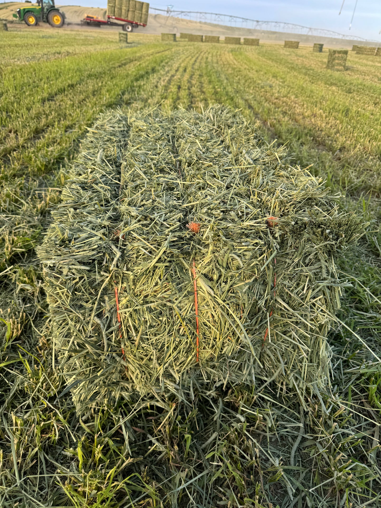 3 String Timothy Hay