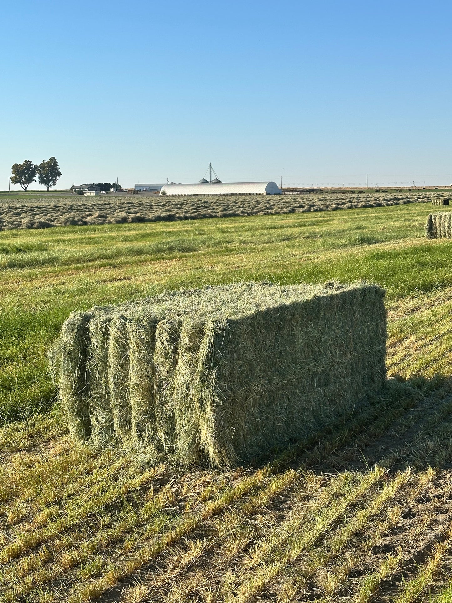 Big Bale Teff Grass Hay