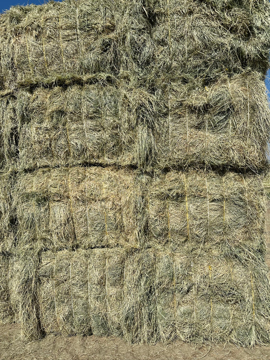 Big Bale Teff Grass Hay